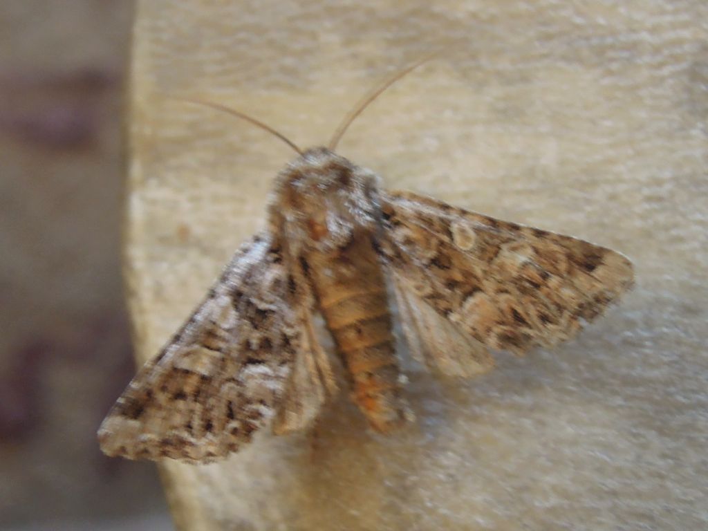 Hadena perplexa